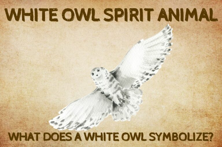 White Owl Spirit Animal: What Does a White Owl Symbolize?