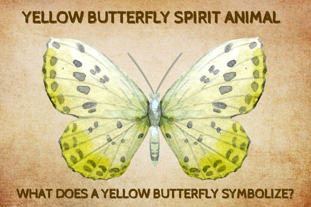 Yellow Butterfly Spirit Animal What Does a Yellow Butterfly Symbolize