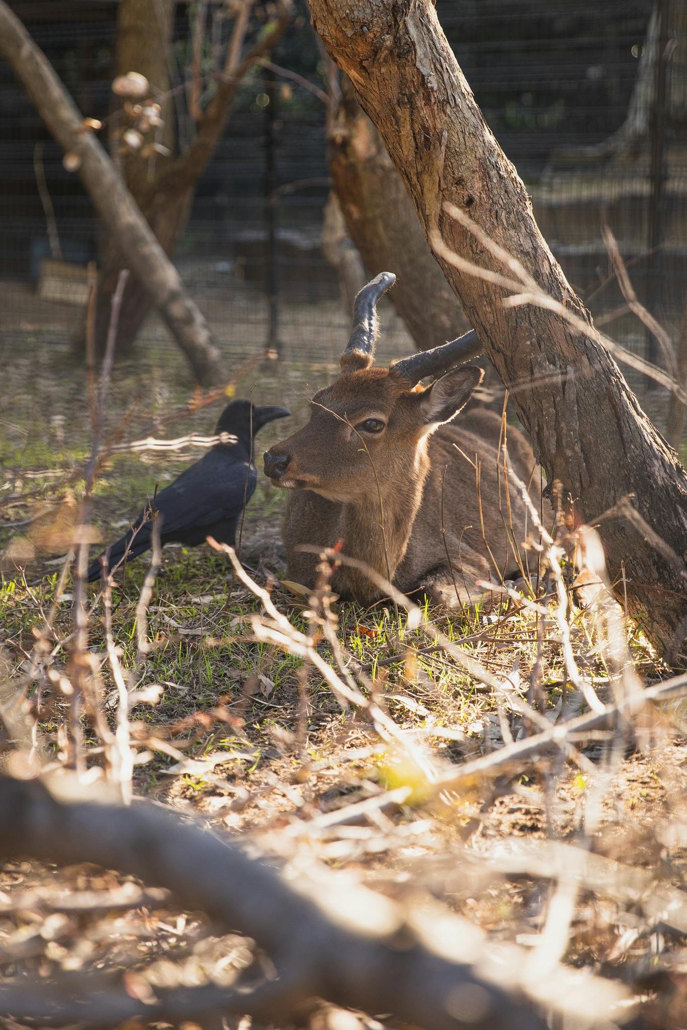 Cute young roe deer lying on grass near tree and raven in enclosure in conservation park on sunny day