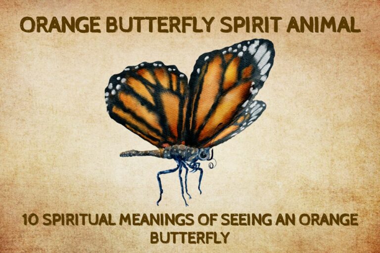 10 Spiritual Meanings of Seeing an Orange Butterfly