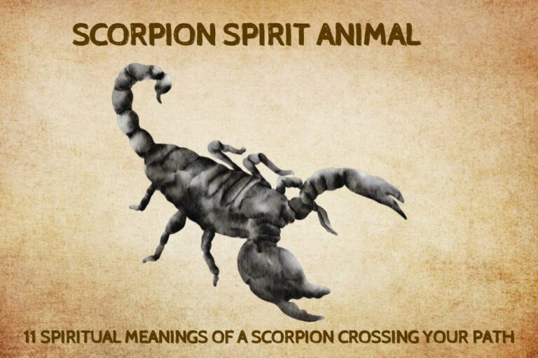 11 Spiritual Meanings of A Scorpion Crossing Your Path