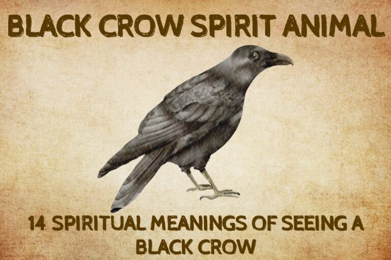 14 Spiritual Meanings of Seeing A Black Crow