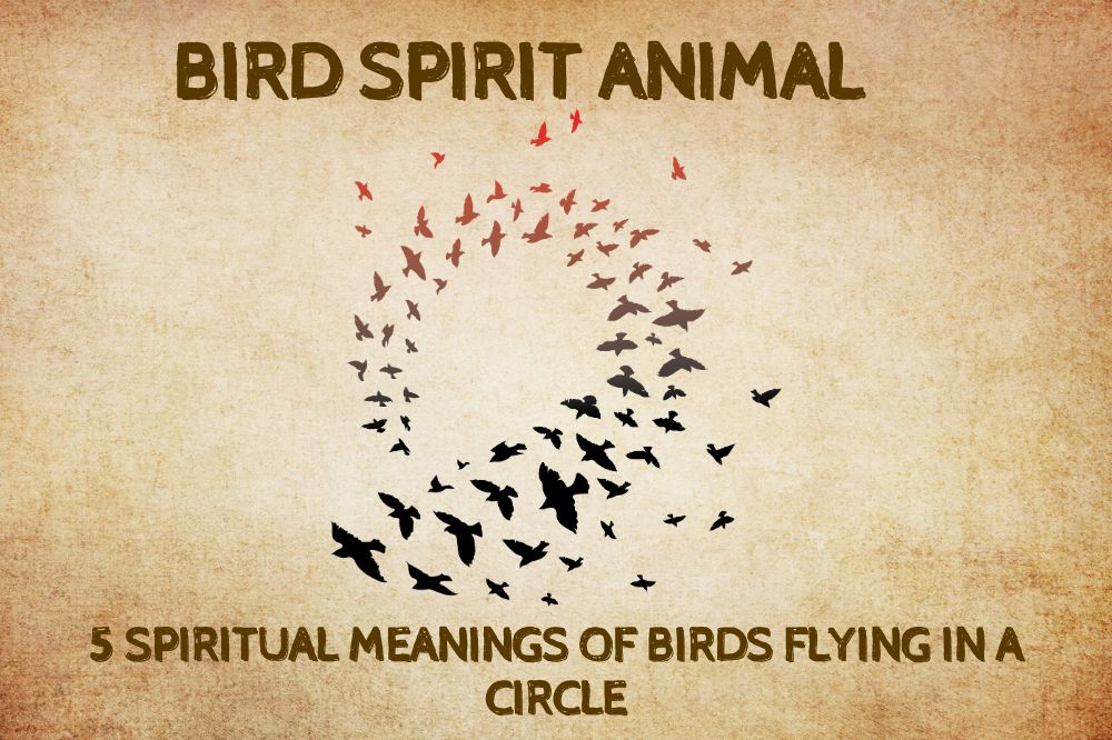 5 Spiritual Meanings of Birds Flying In A Circle