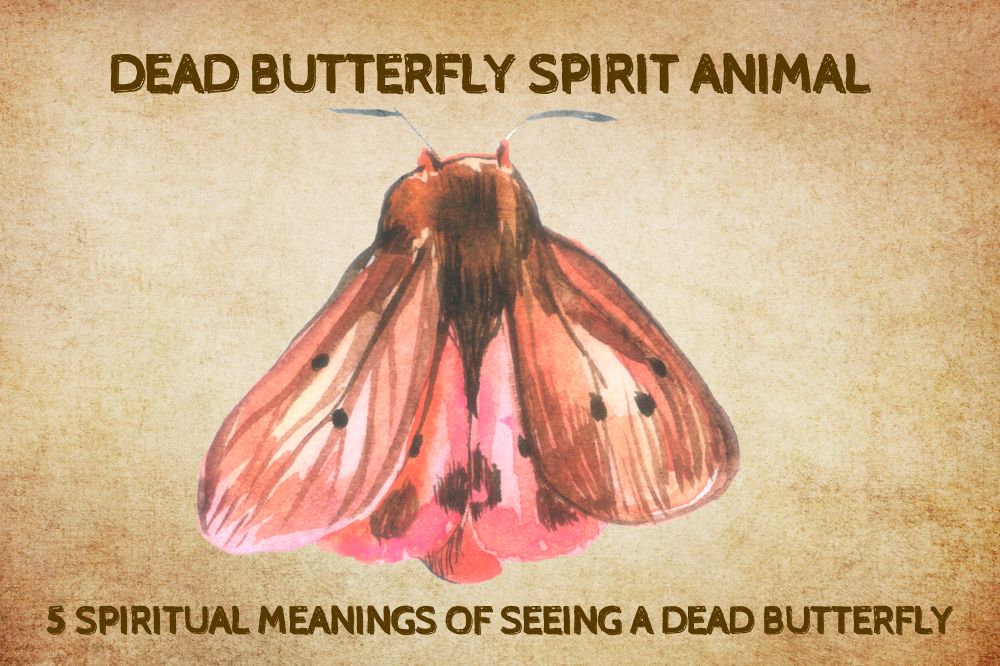 5 Spiritual Meanings of Seeing a Dead Butterfly