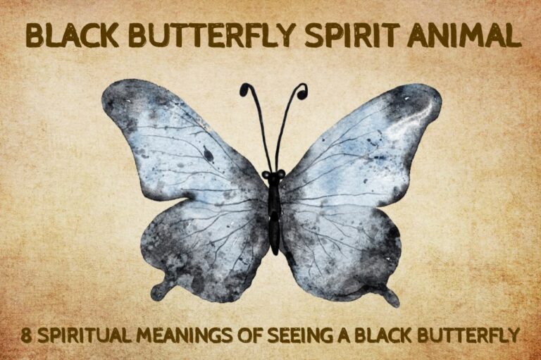 8 Spiritual Meanings of Seeing A Black Butterfly