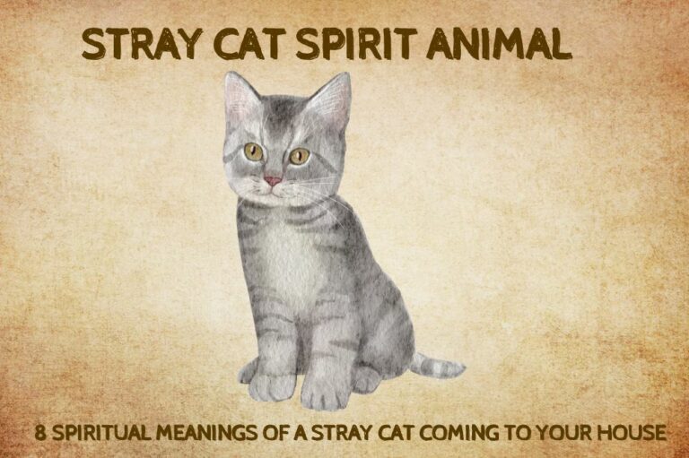 8 Spiritual Meanings of a Stray Cat Coming to Your House