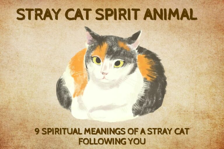 9 Spiritual Meanings of A Stray Cat Following You
