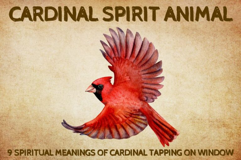 9 Spiritual Meanings of Cardinal Tapping on Window