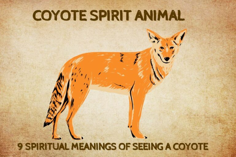 9 Spiritual Meanings of Seeing A Coyote