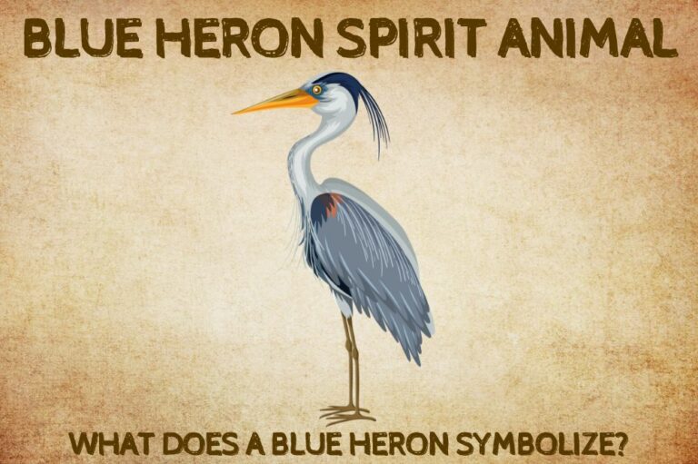 Blue Heron Spirit Animal: What Does a Blue Heron Symbolize?
