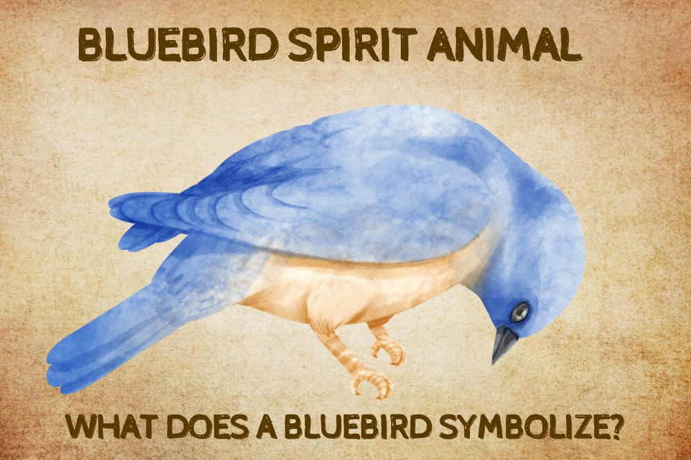 Bluebird Spirit Animal What Does a Bluebird Symbolize