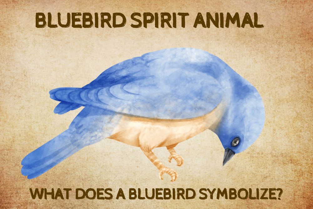 What Does A Blue Bird Symbolize Bluebird Spirit Animal: What Does a Bluebird Symbolize?
