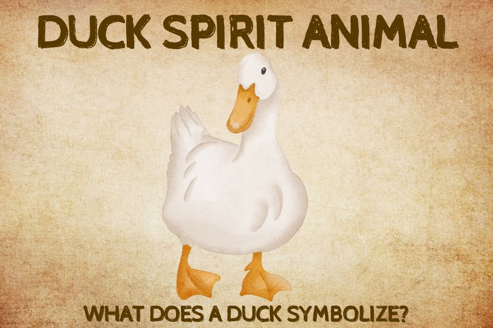 Duck Spirit Animal What Does a Duck Symbolize?