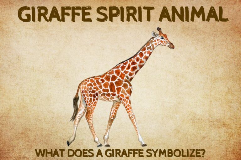 Giraffe Spirit Animal: What Does a Giraffe Symbolize?