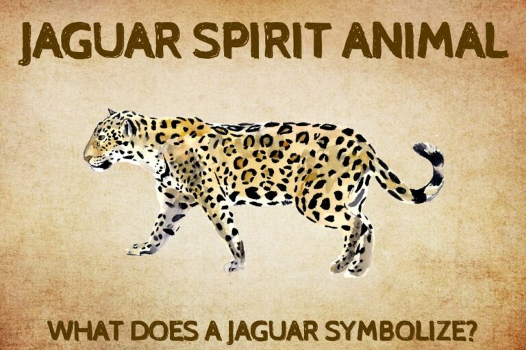 Jaguar Spirit Animal: What Does a Jaguar Symbolize?