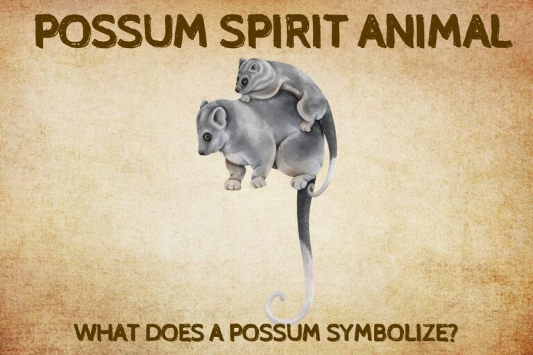 Possum Spirit Animal: What Does a Possum Symbolize?