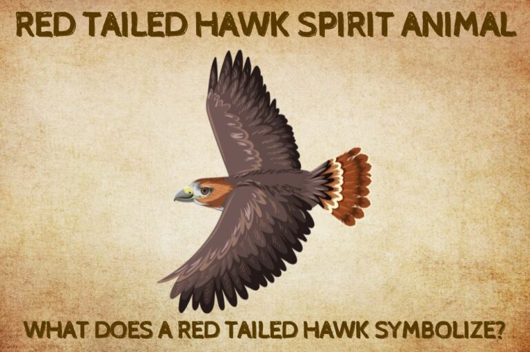 Red Tailed Hawk Spirit Animal: What Does a Red Tailed Hawk Symbolize?