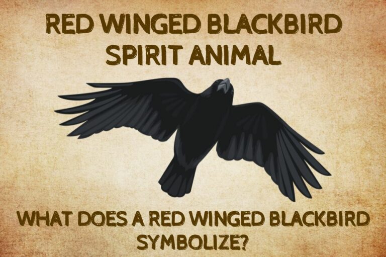 Red Winged Blackbird Spirit Animal: What Does a Red Winged Blackbird Symbolize?