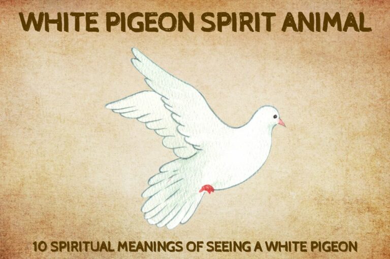 10 Spiritual Meanings Of Seeing a White Pigeon