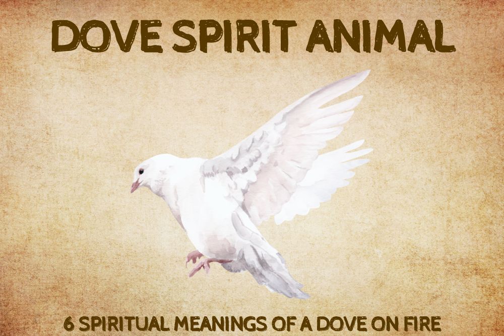 Spiritual Meanings Of a Dove On Fire