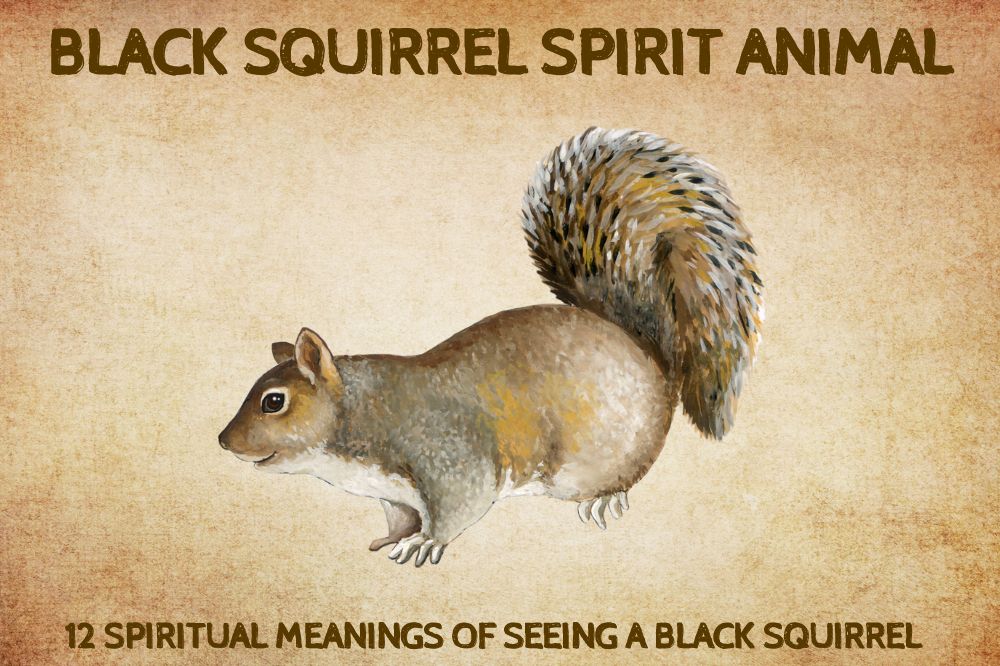 Spiritual Meanings of Seeing a Black Squirrel