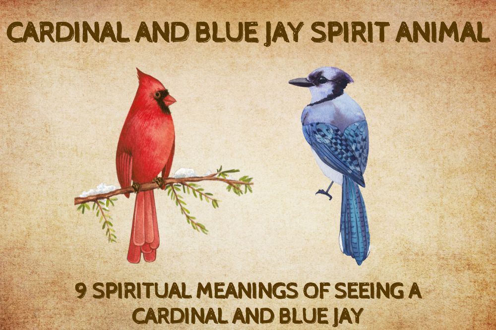 Spiritual Meanings of Seeing a Cardinal And Blue Jay