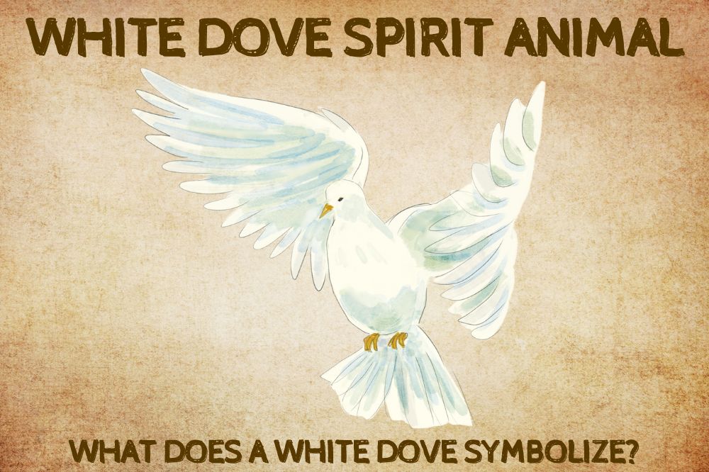 White Dove Spirit Animal: What Does a White Dove Symbolize?