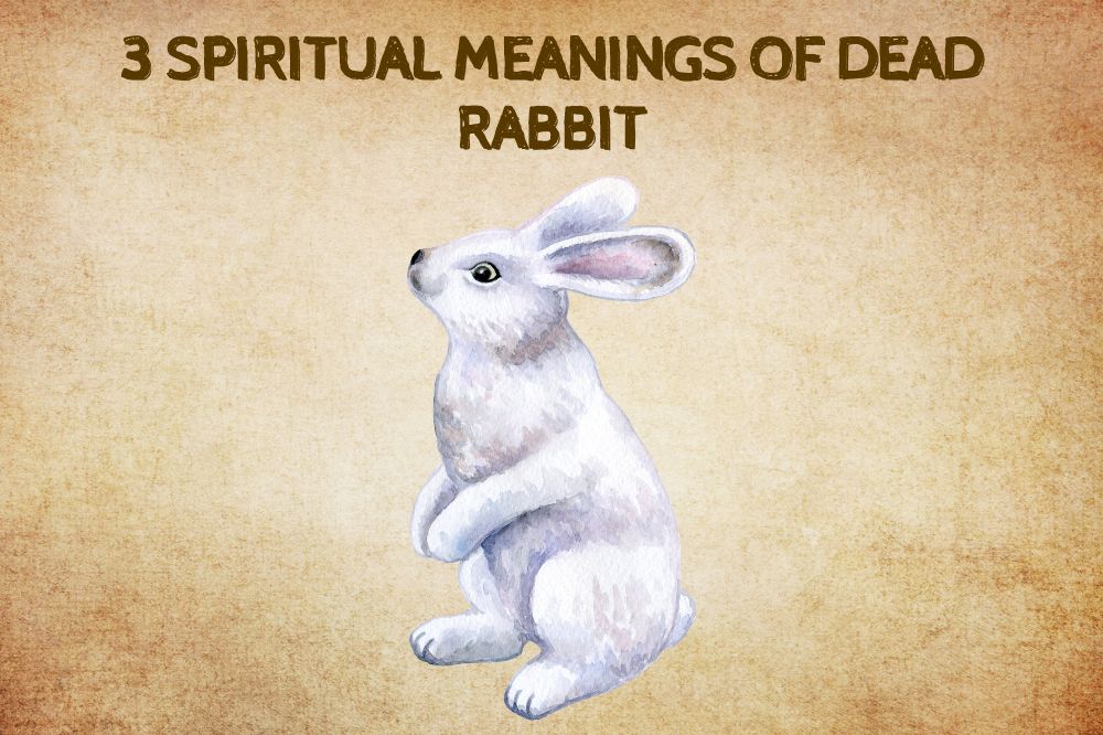 3 Spiritual Meanings of Dead Rabbit
